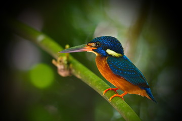 Blue-Eared Kingfisher