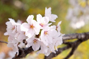Cherry Blossoms during Spring in Seoul, Korea, Sakura season, selective focus