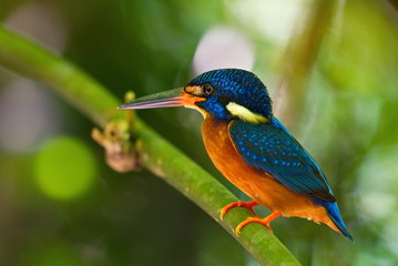 Blue-Eared Kingfisher