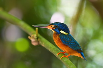 Blue-Eared Kingfisher