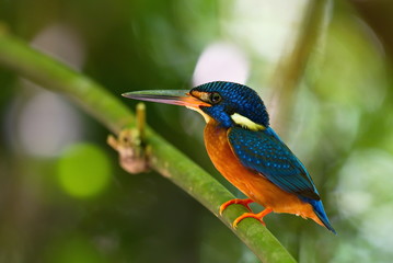 Blue-Eared Kingfisher