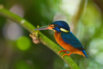 Blue-Eared Kingfisher
