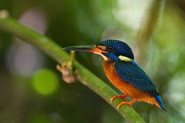 Blue-Eared Kingfisher