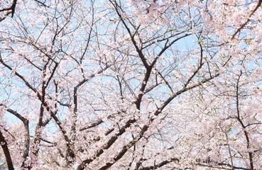 Cherry Blossoms during Spring in Seoul, Korea, Sakura season, selective focus