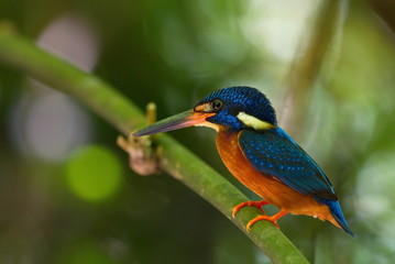 Blue-Eared Kingfisher