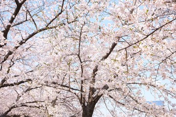 Cherry Blossoms during Spring in Seoul, Korea, Sakura season, selective focus