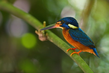 Blue-Eared Kingfisher