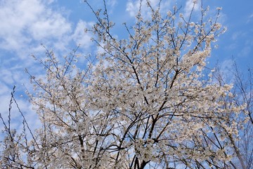 Fototapeta na wymiar Cherry Blossoms during Spring in Seoul, Korea, Sakura season, selective focus
