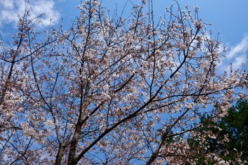 Cherry Blossoms during Spring in Seoul, Korea, Sakura season, selective focus