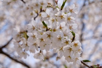 Cherry Blossoms during Spring in Seoul, Korea, Sakura season, selective focus