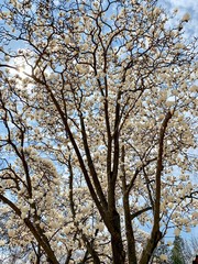 Cherry Blossoms during Spring in Seoul, Korea, Sakura season, selective focus