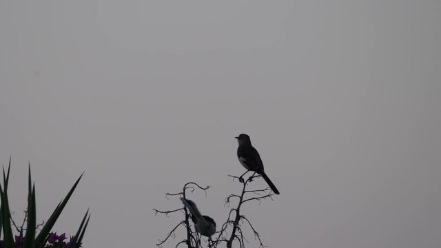 A pair of northern mocking birds or nightingales chirp and make noise early in the morning on top of a tree branch in Montego Bay Jamaica with gray sky beyond.