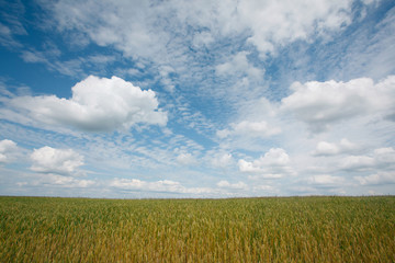 Summer landscape with the ears of corn
