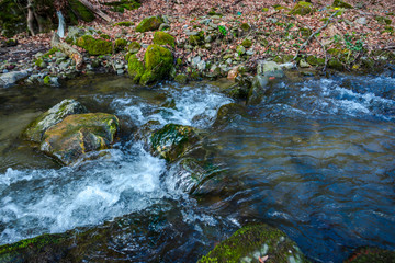 River at the spring in forest