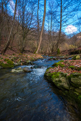 River at the spring in forest