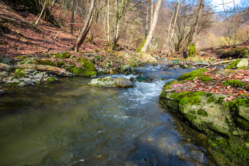 River at the spring in forest