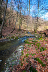 River at the spring in forest