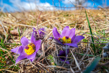 Wild spring flowers