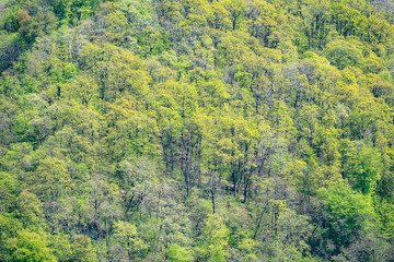 Thick green forest on the hillside. Spring colors in the mountain forest.