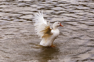 Domestic waterfowl-duck on the water area in summer.