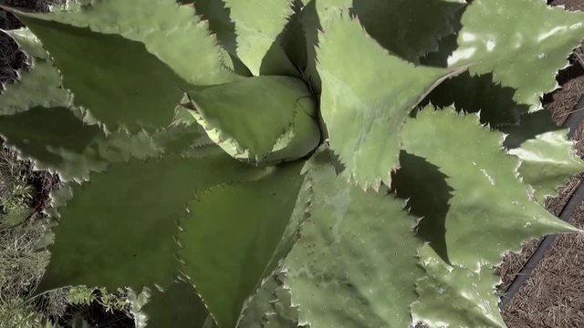top view of a maguey plant used for tequila or mezcal