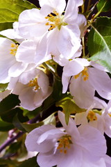 Inflorescence white pink flower of Apple and young green leaves of the tree. Close up, background. Vertical frame