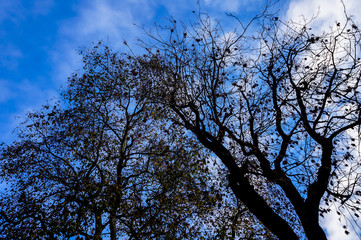 Park trees and blue sky