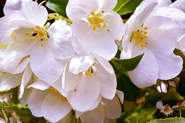 Fototapeta premium Inflorescence white pink flower of Apple and young green leaves of the tree. Close up, background. Horizontal frame