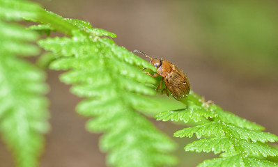 A small beetle sits on a leaf of the plant.