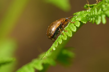 A small beetle sits on a leaf of the plant.