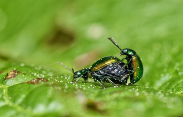 A small beetle sits on a leaf of the plant.