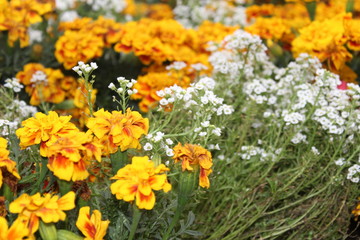 Obraz premium The garden