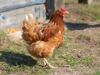 brown domestic chicken