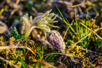 Obraz premium Flowers in the morning