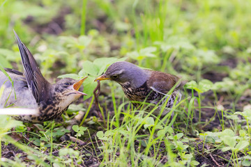 fieldfare feeds the nestling