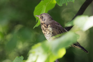 juvenile thrush on a tree branch
