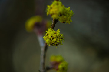 Flowers in the morning