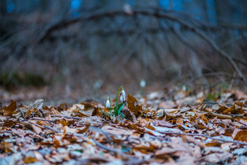Clouds at the sunset