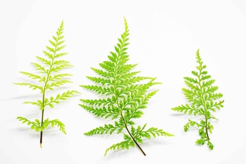 Similar leaves on a white background