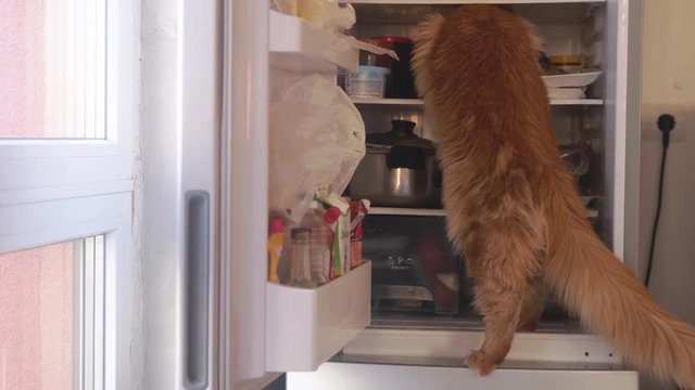 Cute red Maine Coon cat looking for food inside domestic fridge