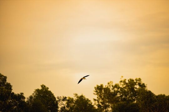 silhouette of a bird in sunset