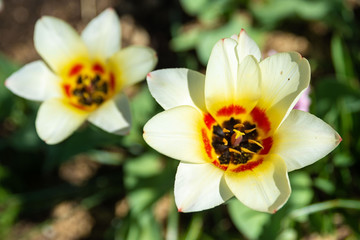 Fototapeta na wymiar Spring flowers in the city Park, on a Sunny day