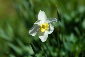 Spring flowers in the city Park, on a Sunny day