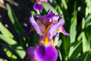 purple iris flower on green grass background