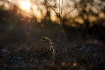 Springtime landscape at the evening