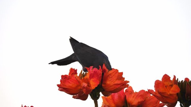 A closeup of a white-crowned pigeon drinking dew or rain water collected in bright red or orange flowers on a Spathodea or African tulip tree in Jamaica.
