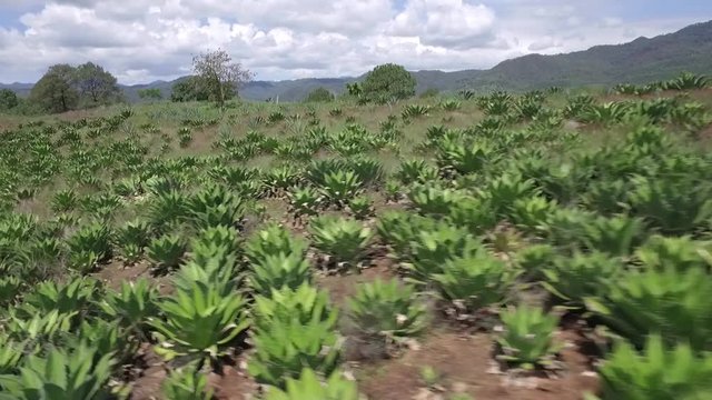 low flight over maguey cactus field