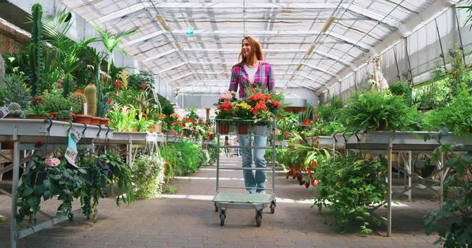 Slow motion of an young happy woman with cart is choosing fresh seasonal flowers to buy for her garden in plant shop greenhouse in a sunny day.