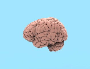 3D rendering of a human brain isolated in studio background