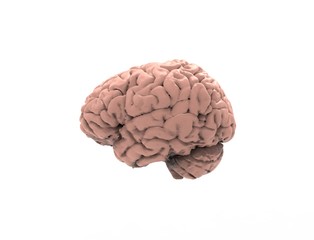 3D rendering of a human brain isolated in studio background